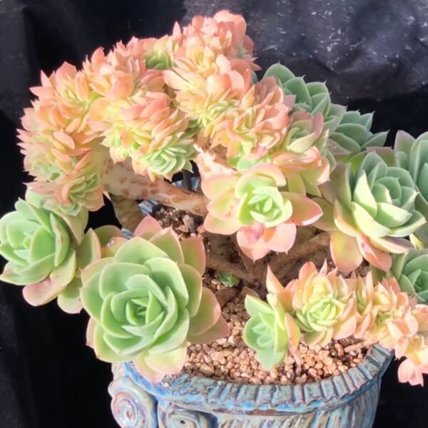 Echeveria ‘Starnata’ f. cristata