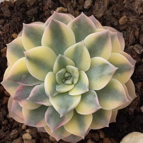 Echeveria ‘Anna Rose Variegata’