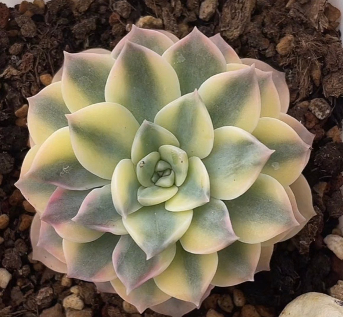 Echeveria 'Anna Rose Variegata'