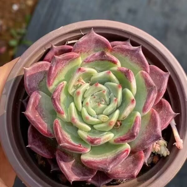 Echeveria ‘Black Night’