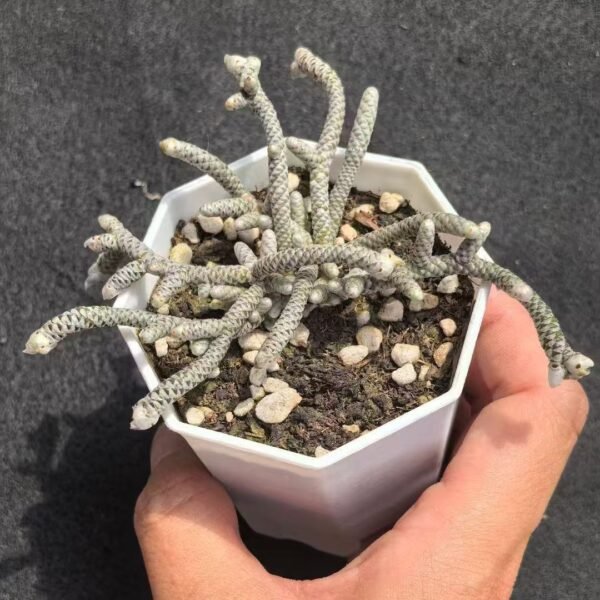 028. Ruschia sp. ‘Silver Silkworm’