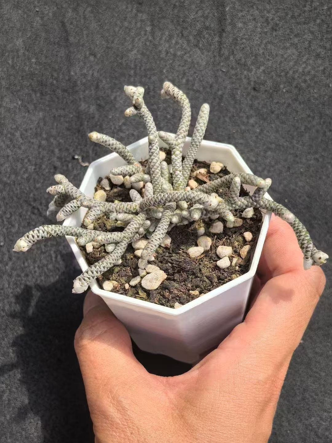 Ruschia sp. 'Silver Silkworm'