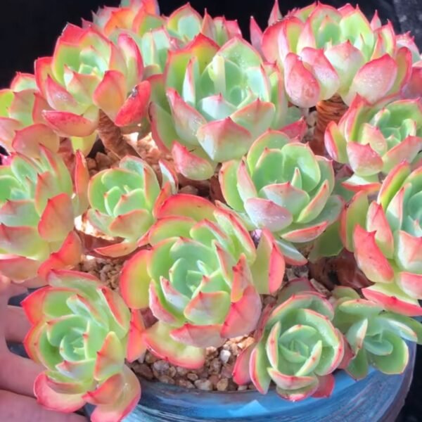 Echeveria ‘Christine’