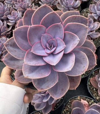 Echeveria 'Lilacina'