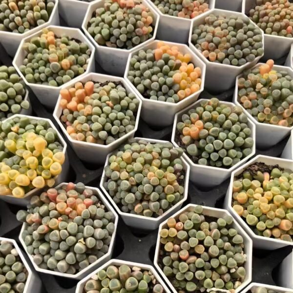 007. Fenestraria rhopalophylla ‘Aureovariegata’