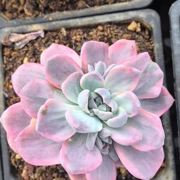 016. Graptoveria ‘Gypsy’ Variegated