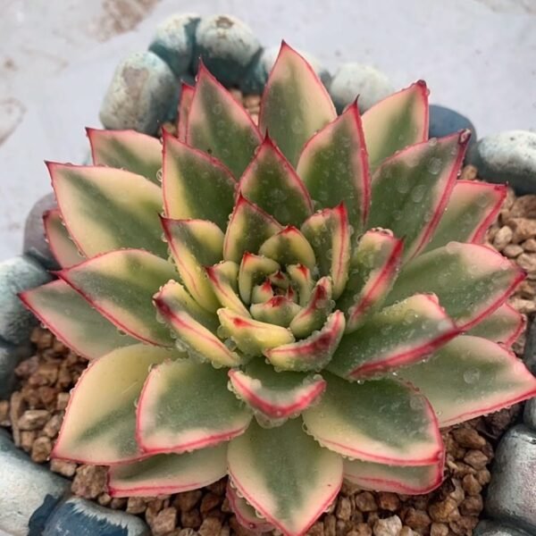 Echeveria ‘Ashina Variegata’