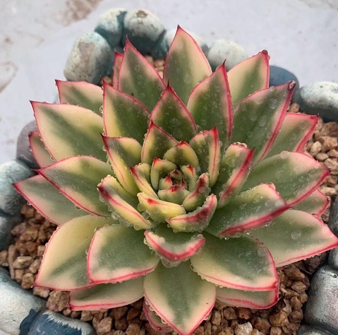 Echeveria 'Ashina Variegata'
