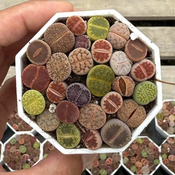 006. Lithops Mixed