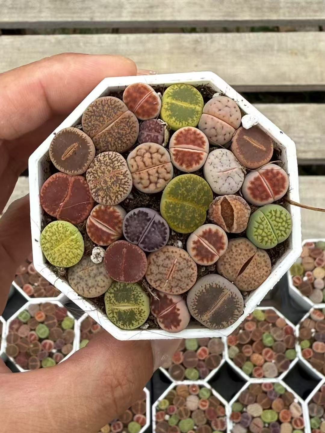 Lithops Mixed