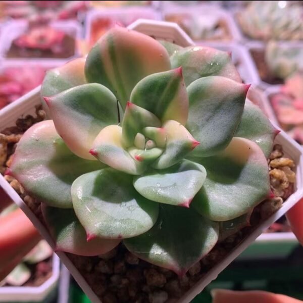 Echeveria ‘Salmon Variegata’