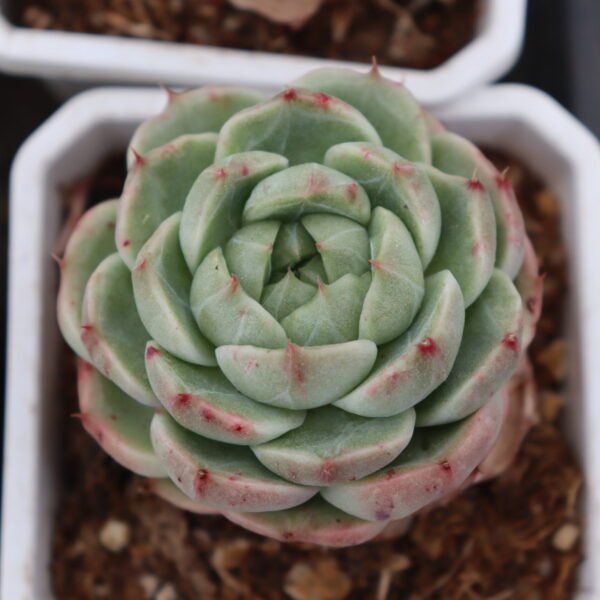 Echeveria ‘Blue Porcelain’