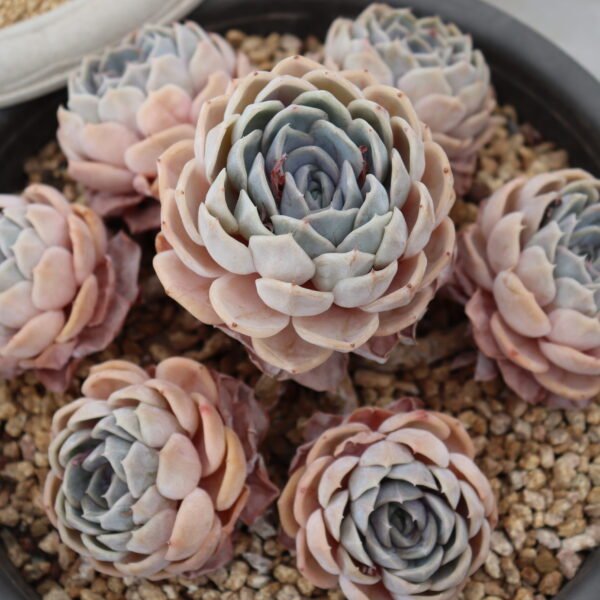 Echeveria ‘Blue Surprise’