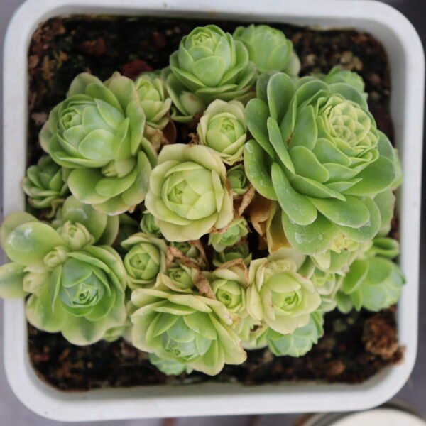 Echeveria ‘Cat Eye Rose variegata’