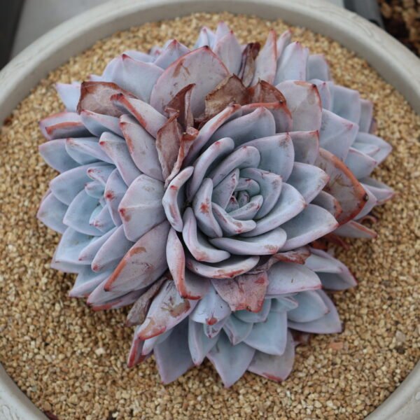 042. Echeveria ‘Chang E’