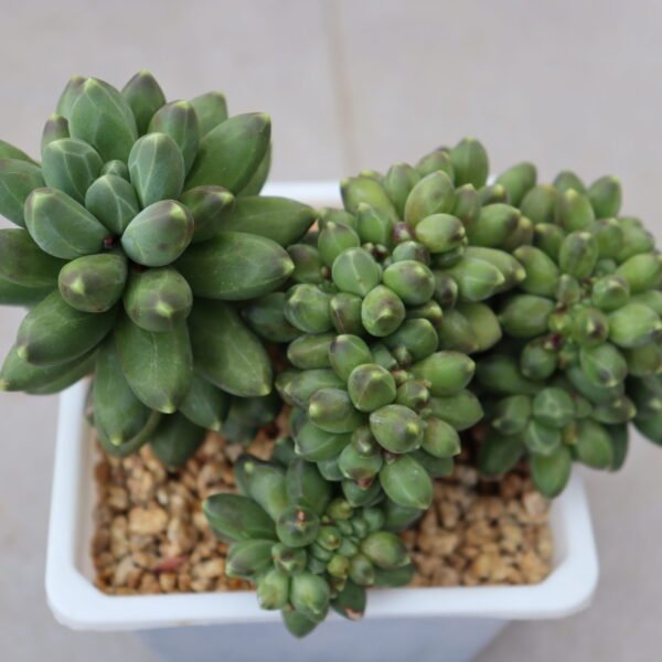 126. Echeveria ‘Chiyoda no Okurimono cristata’