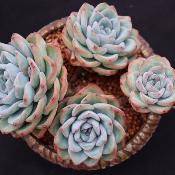 Echeveria ‘Cream Puff’