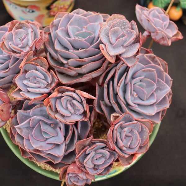 Echeveria ‘Dust Rose’