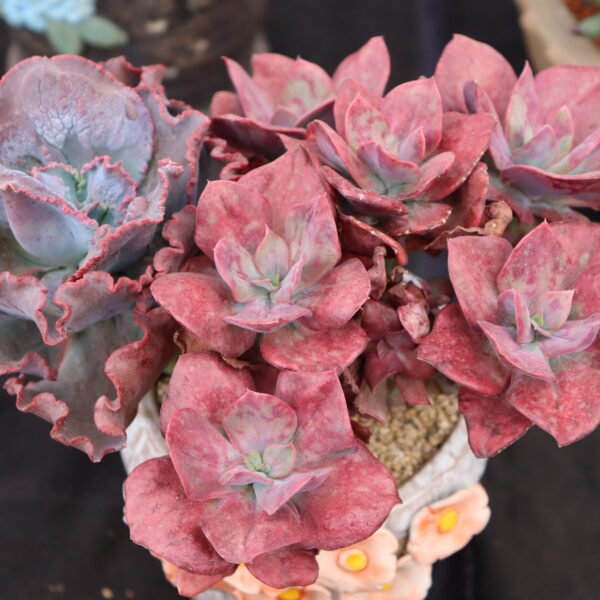 Echeveria ‘Gemstone variegata’