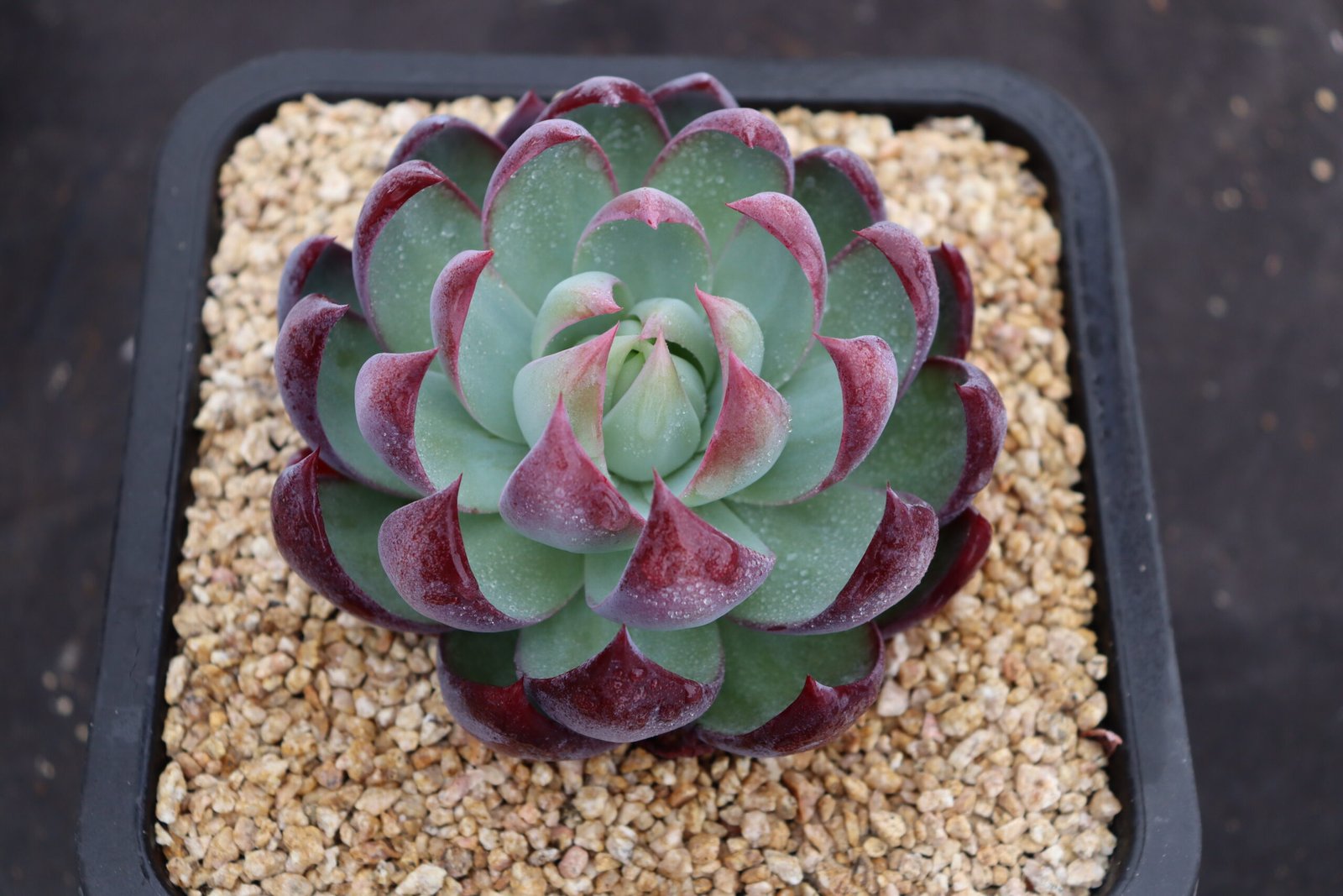 Echeveria20Ginhyou20Senshi1.jpg