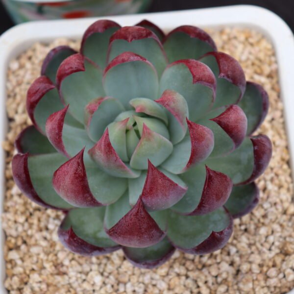 090. Echeveria ‘Ginhyou Senshi’