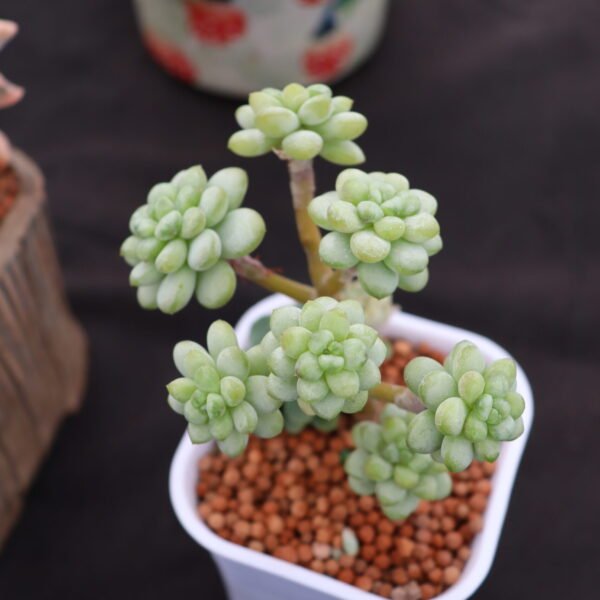 068. Echeveria ‘Grafted Sun Rose’