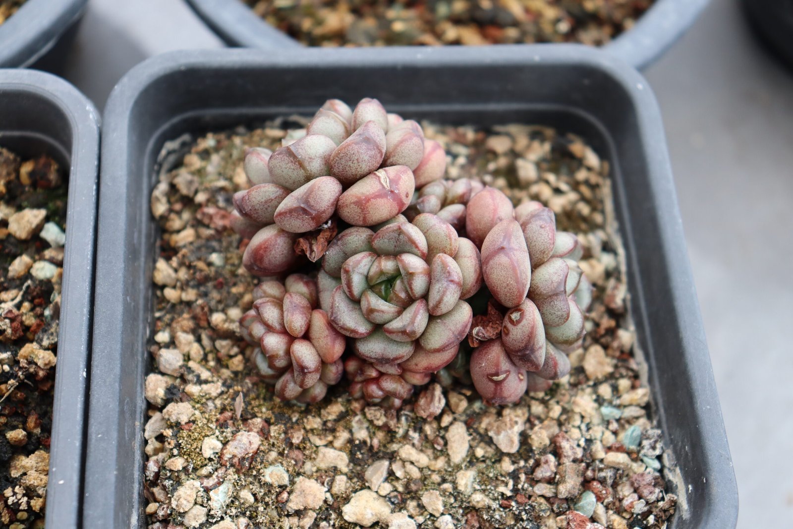 Echeveria20Grape122.jpg