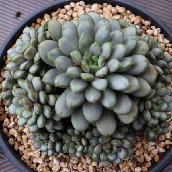 014. Echeveria ‘Grape’