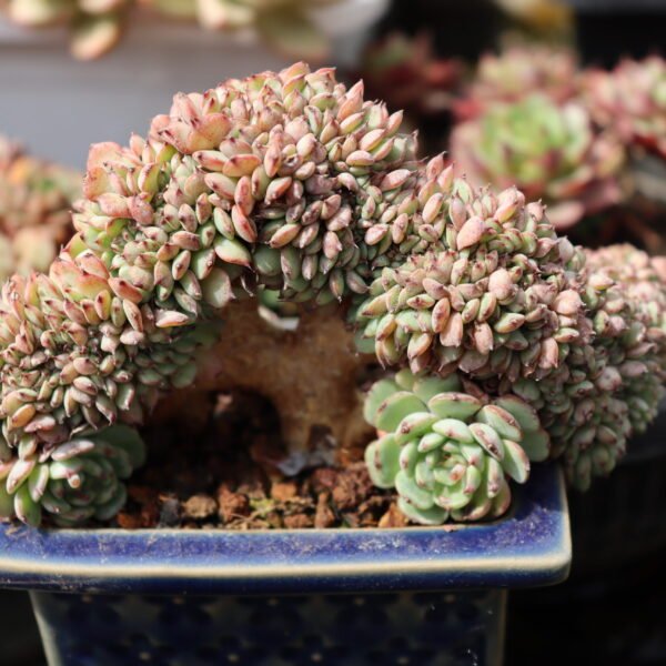 Echeveria ‘Himeren cristata’