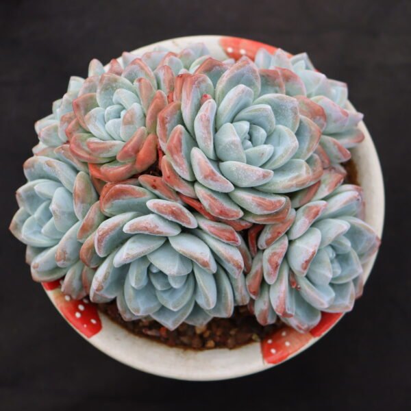 053. Echeveria ‘Ice Diamond’