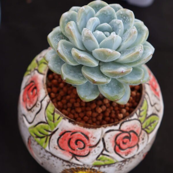 160. Echeveria ‘Ice Diamond’