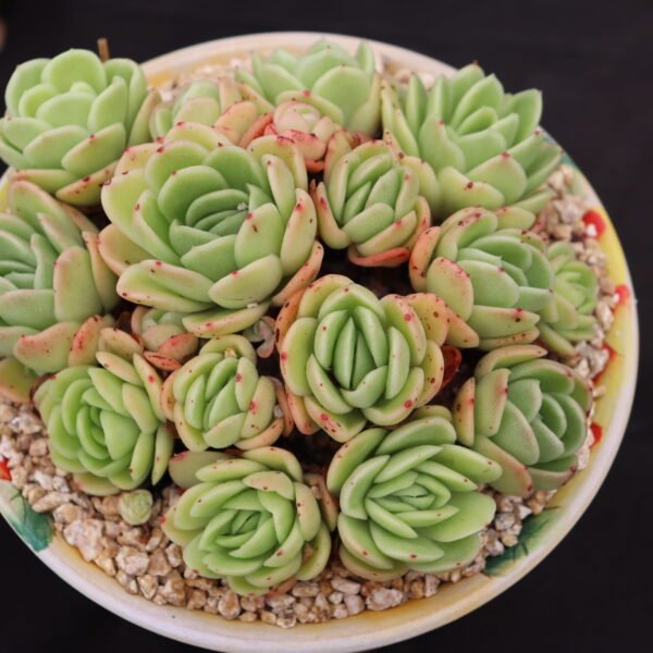 106. Echeveria ‘Ice Rose’