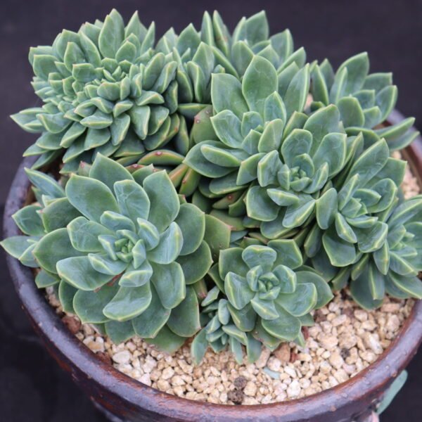 Echeveria ‘Kingfisher’