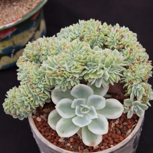 266. Echeveria ‘Lemon Rose variegata cristata’