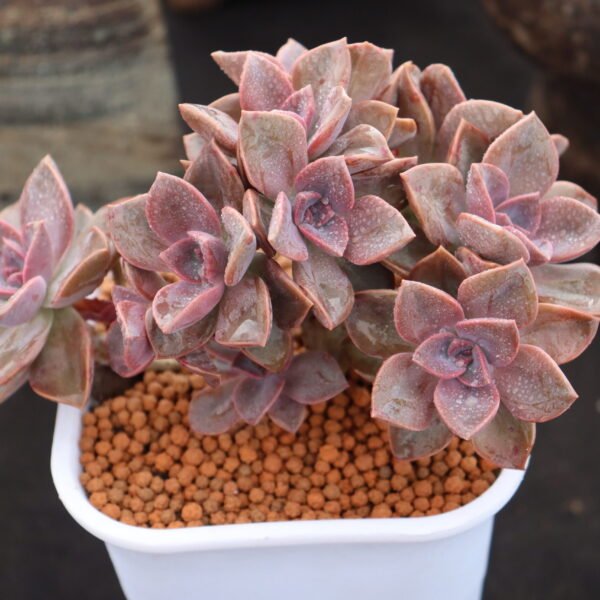 Echeveria ‘Lilac cristata’