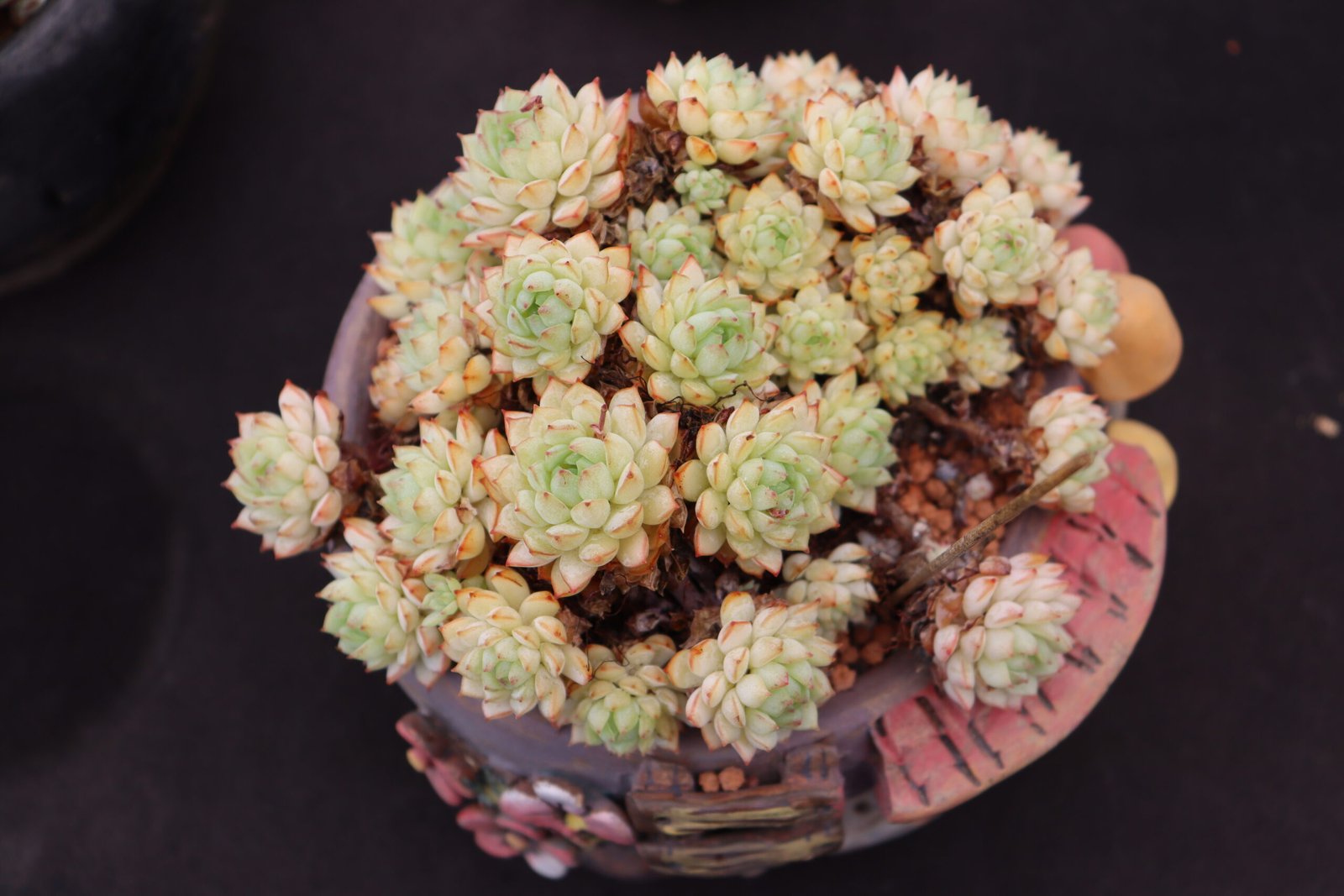 Echeveria20Little20Red20Boat110.jpg