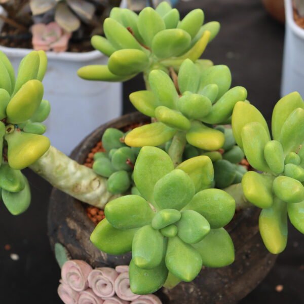 077. Echeveria ‘Mango Milk’