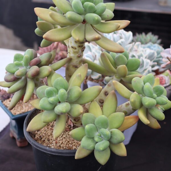 061. Echeveria ‘Mango Milk’