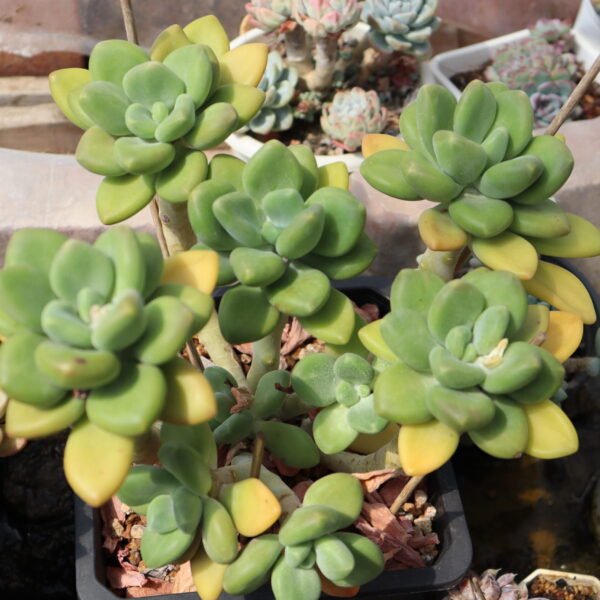 037. Echeveria ‘Mango Milk’