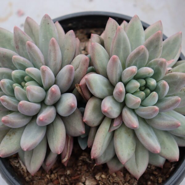 Echeveria ‘Michelin Hybrid’