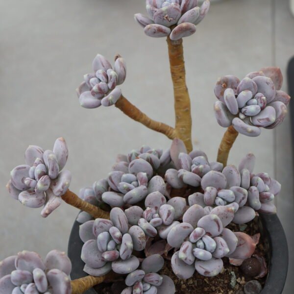 Echeveria ‘Mikazuki Bijin’
