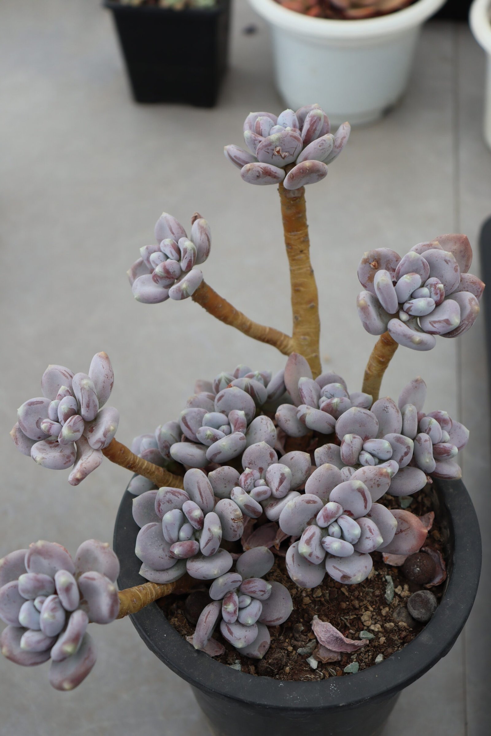 Echeveria20Mikazuki20Bijin125.jpg