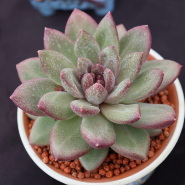 091. Echeveria ‘Misty Bubble’