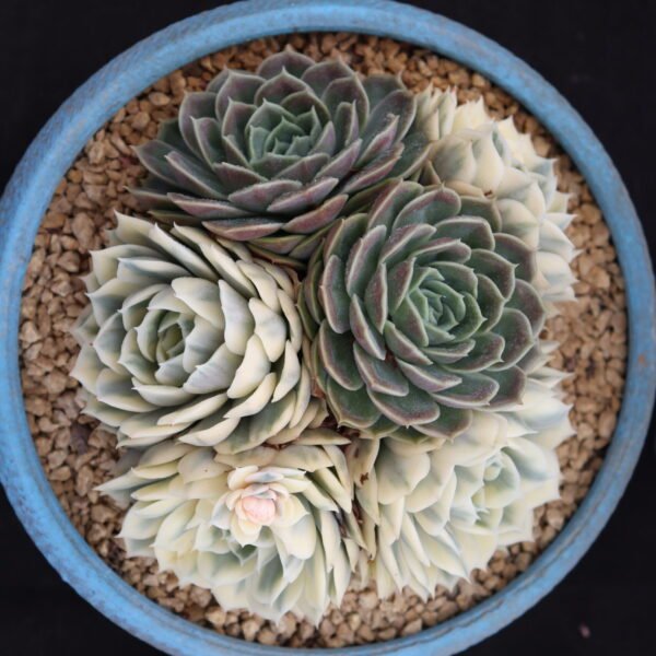 Echeveria ‘Onslow variegata’
