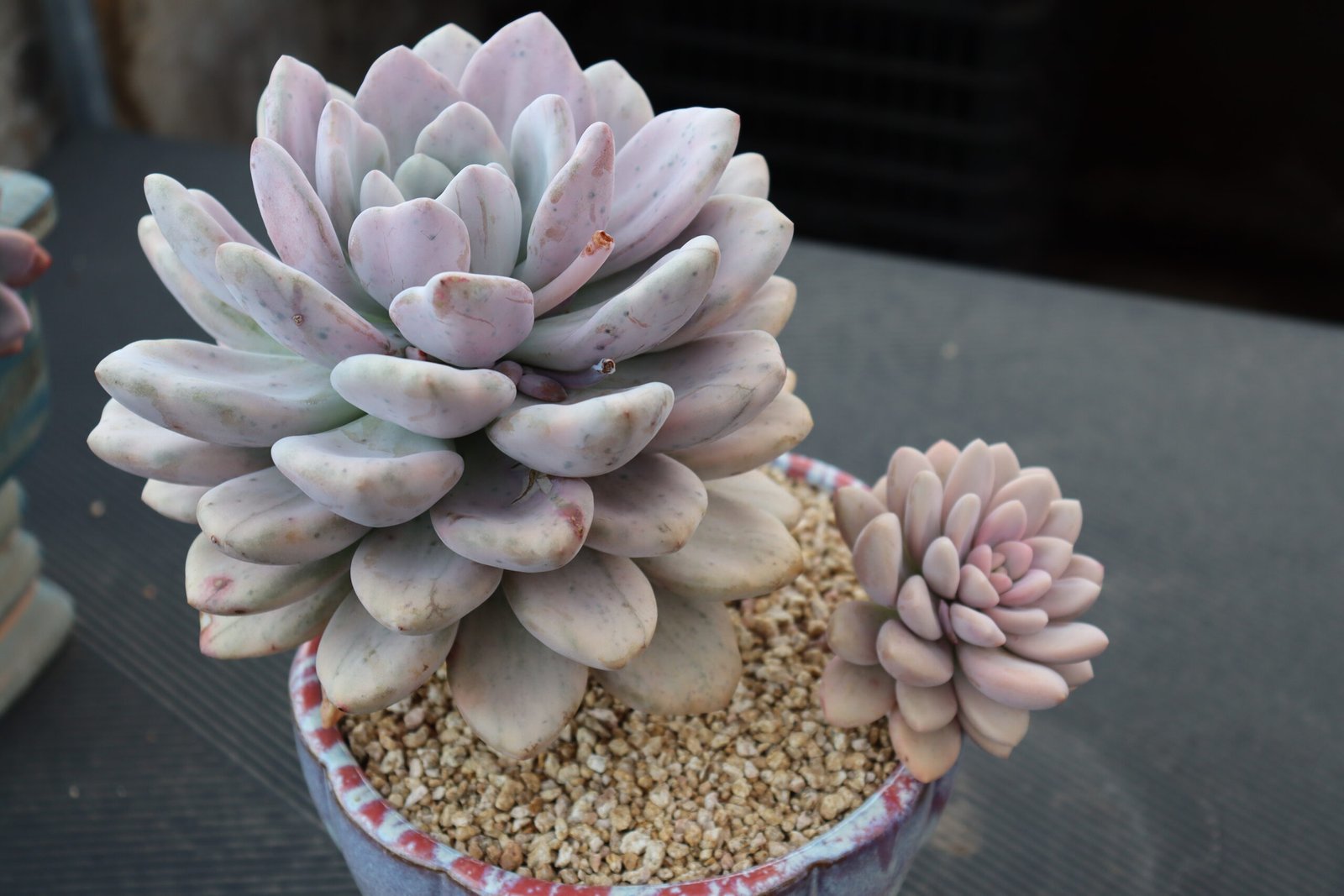 Echeveria20Opalina20variegata34.jpg
