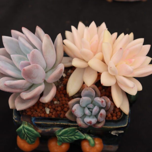 Echeveria ‘Opalina variegata’