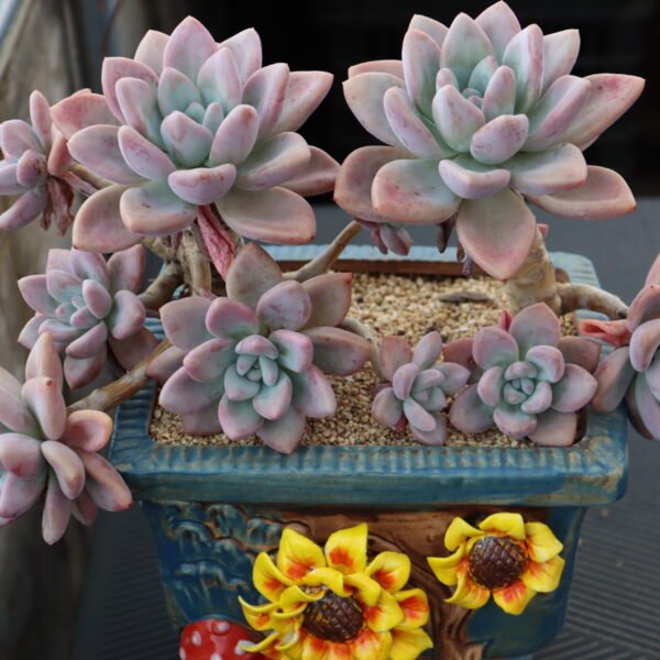 Echeveria ‘Opalina’