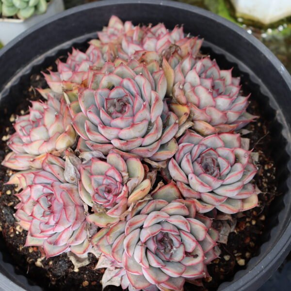 Echeveria ‘Orion’