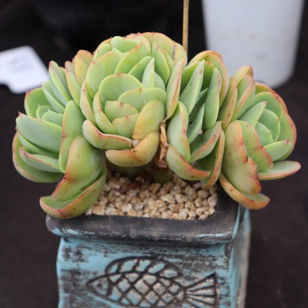078. Echeveria ‘Peach Pride cristata’