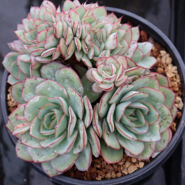 056. Echeveria ‘Peony Pavilion cristata’